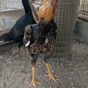 САМАРКАНТ ЖУЖЕ