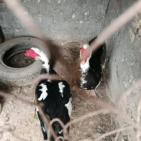 еркек ордек