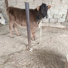 ŞWES TÜWE TOHIM MAL