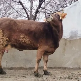 Şiwit Gölely sygyr