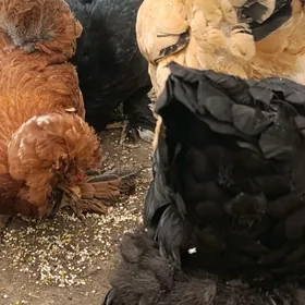 товук брама тройка