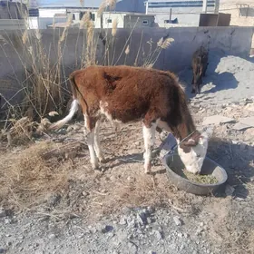 Alaşa gibrit öküzçe