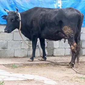 GİBRİT GÖLELİ SYGYR