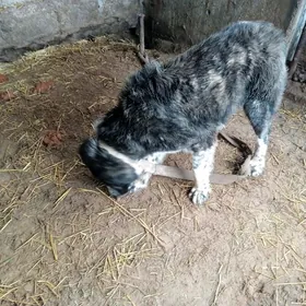 Туркмен ити