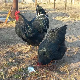 Jersey gigant towuk ýumurtga