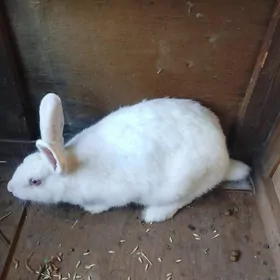 беременная крольчиха