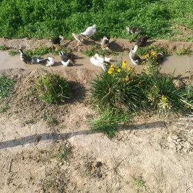 İndautga ordek juyje