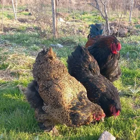 Brama laset ýumurtga