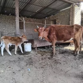 göleli sygyr gölesi öküzçe