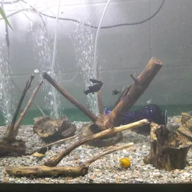 коряга и ракушки