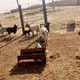 geçi owlakly we gysyr