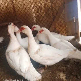 Ордеклер мускус