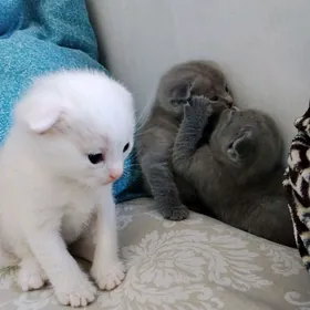 koşka kotyata pişik shotlandsk