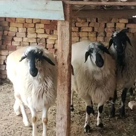 Гисар Гочлар