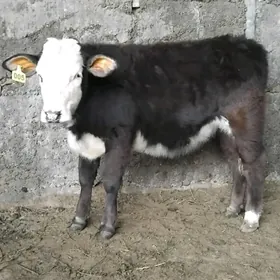 GALYSTEYIN TUWE OKUZ