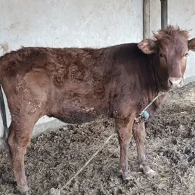 Goleli Sygyr KRASNY STEPNOY