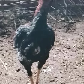 BAYSOW HORAZ JUJE SATLYK