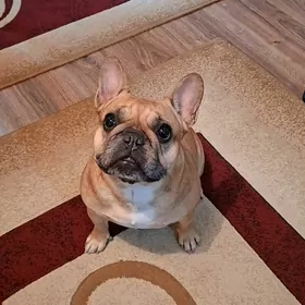 Французский бульдог