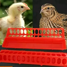 Towuk jüýje bedene iým berilýä