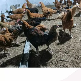 towuk cykyp barýan jüýjeler