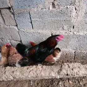 Mitis taskent horaz.