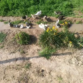 İndiutga ordek juyje