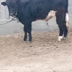 gibrit tohum öküz.