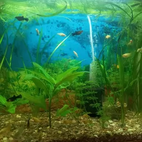 Аквариум