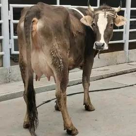 1nji garny goleli sygr