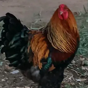 Arassa Brahma juyjeleri