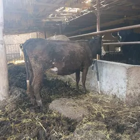 йетик богаз швет унажын