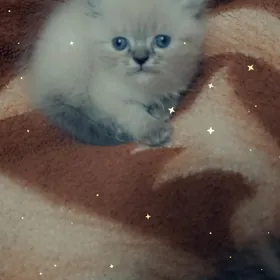 Песидско-сиамские котята