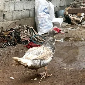 ERKEK ÝAŞYLBAŞ GÖGALA