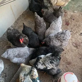 yumurtga ozbek aryol