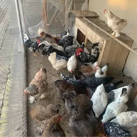 yumurtga legorn adle