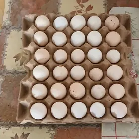 inkubator ucin ýumurtga