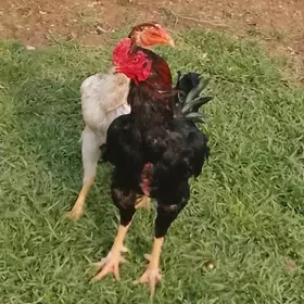 baysok towuk we horaz