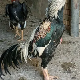 ташкент хораз