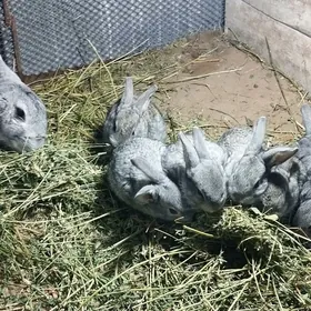 POL WELIKAN TOWSANLAR