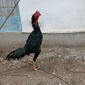 Чорн пантера