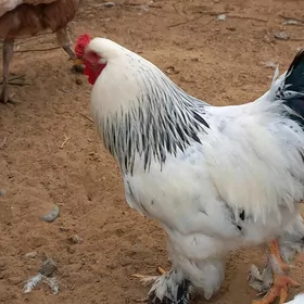 БАЛГАР ЮМУРТГА