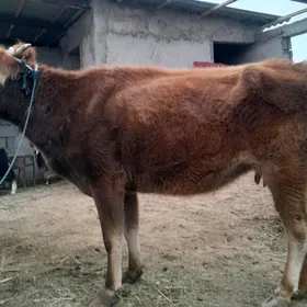 2 aýlyk bogaz sygyr