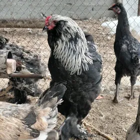 brama horaz yas ýetisen