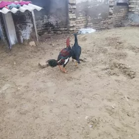 Lınya özbek ene tarap karey