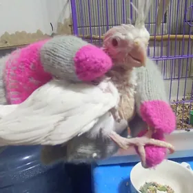 karela popugay карела попугай