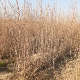 tut nahal böwrlen nahal