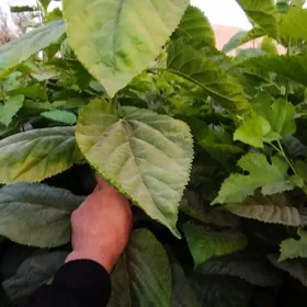 tut we Makilyura nahal