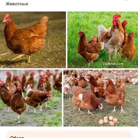 Towuk Yumurtga LOMAN BRAWUN