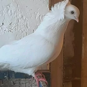 белый чубатий