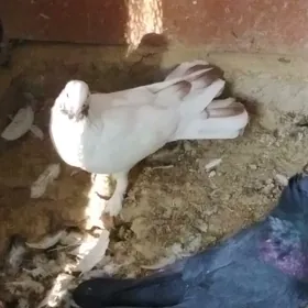 Kepderi bakinskiy kopguyrukly.